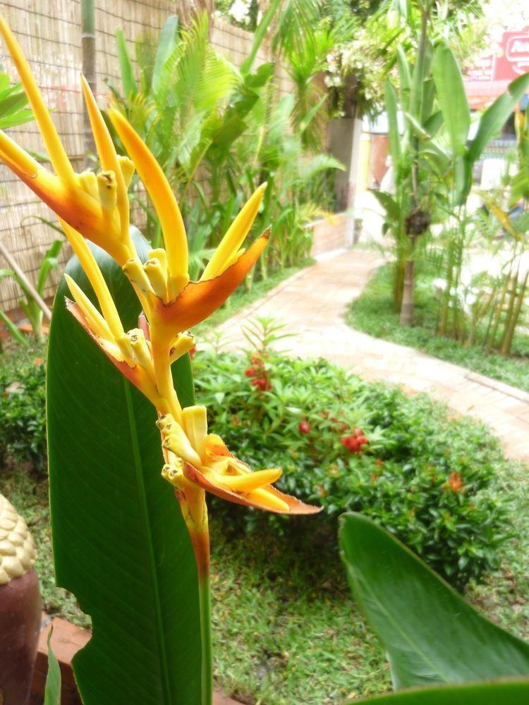 Angkor Reas Guesthouse Siem Reap Buitenkant foto